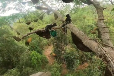 Thót tim xem cảnh lấy mật từ cây đa hàng trăm tổ ong ở Điện Biên