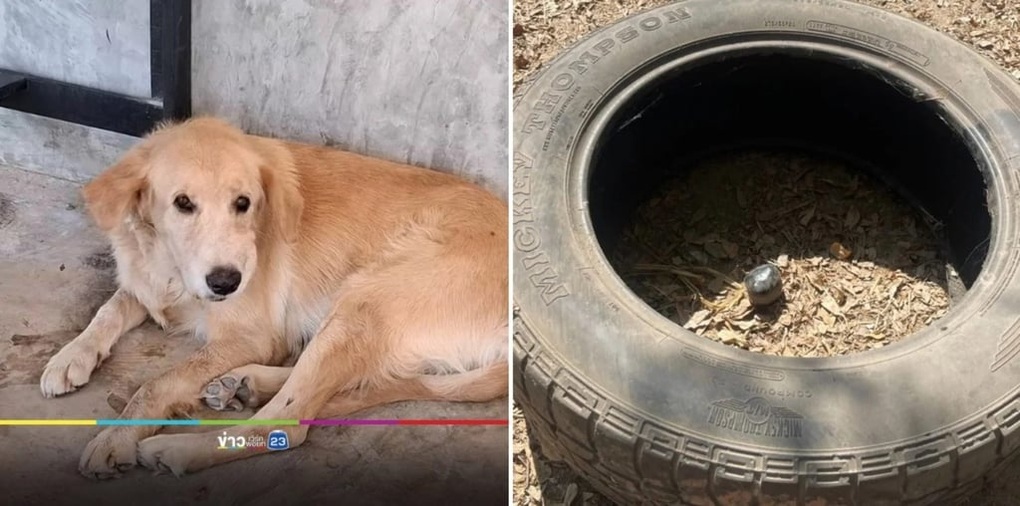 Mèo vô tình gửi đơn nghỉ việc của chủ, cô gái mất cả việc lẫn thưởng Tết - 2 Mèo vô tình gửi đơn nghỉ việc của chủ, cô gái mất cả việc lẫn thưởng Tết - 2