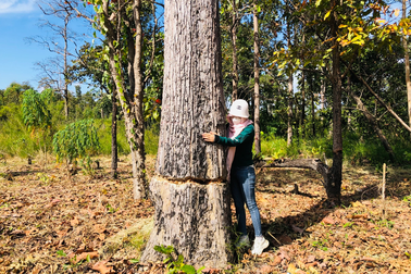 Hàng trăm cây rừng ở Gia Lai bị cưa hạ, đầu độc