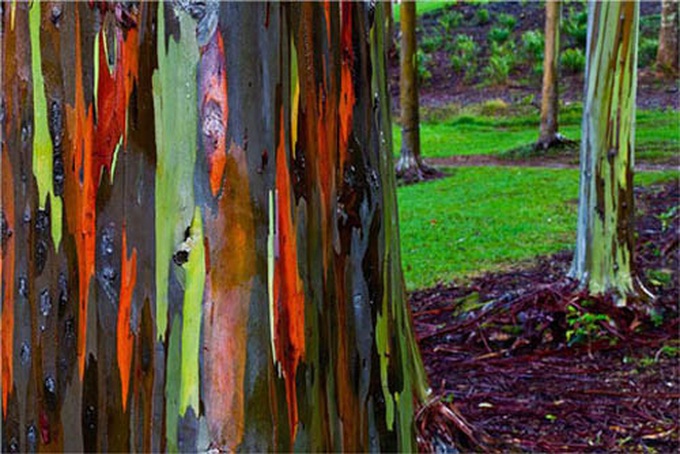 Cây cầu vồng với tên khoa học là Eucalyptus,