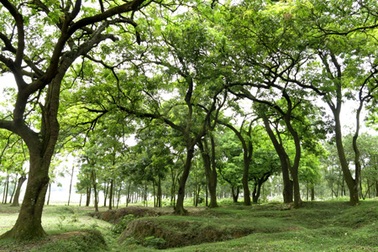 Rừng lim cổ thụ duy nhất ở Hà Nội nguy cơ chết mòn