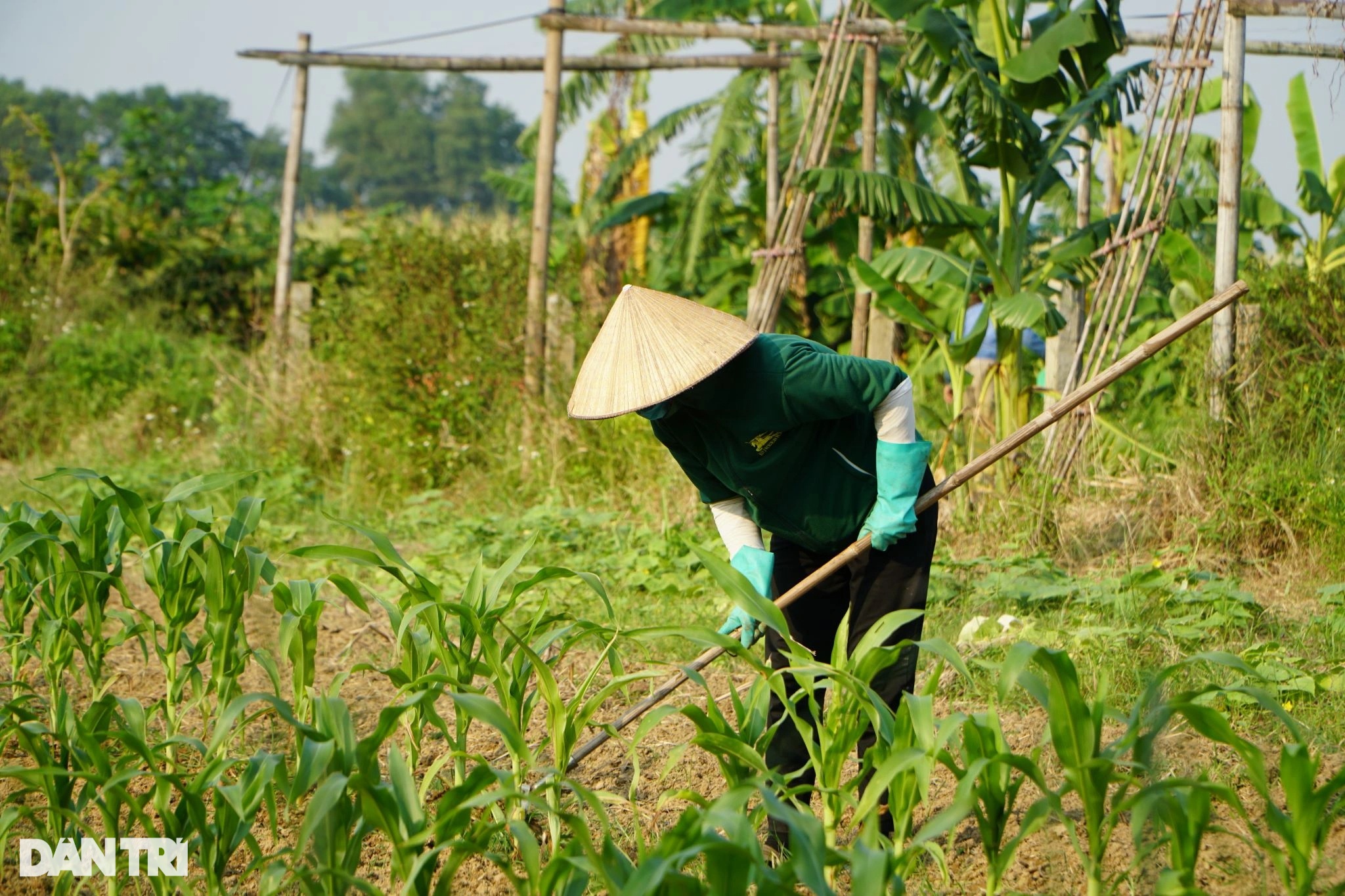 Cặp vợ chồng suýt bị bố mẹ từ mặt vì bỏ phố về quê làm nông nghiệp sạch - 6