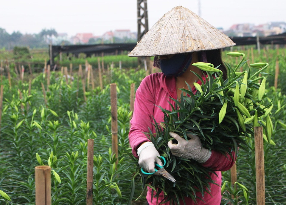 Hoa loa kèn khoe sắc trắng tinh khôi, gọi tháng 4 vào phố - 3 Hoa loa kèn khoe sắc trắng tinh khôi, gọi tháng 4 vào phố - 3