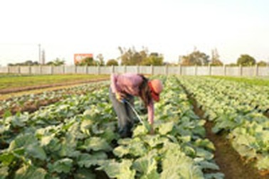 “Lạm dụng thuốc bảo vệ thực vật trên cây rau”
