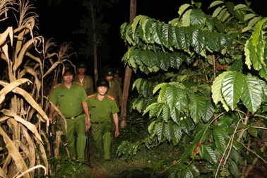 Giá cà phê tăng cao, nông dân trắng đêm canh trộm