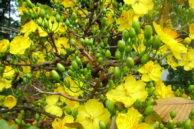 Cuộc đời của "nàng mai" phương Nam