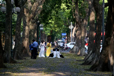 "Phố lá vàng rơi" siêu lãng mạn ở Hà Nội thu hút người chụp ảnh