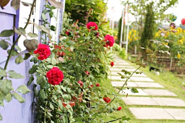 Thư gửi người chồng có "đam mê"... ở bẩn