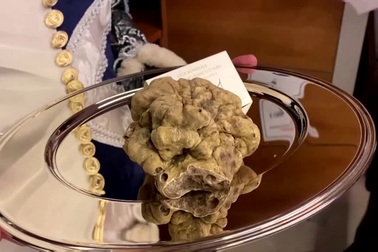 Cận cảnh nấm cục đắt hơn vàng, giá cao "ngất ngưởng hơn 2,6 tỷ đồng