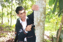 Trồng rừng cây bóc vỏ bán, lão nông thu tiền tỷ giấu đầy gác bếp