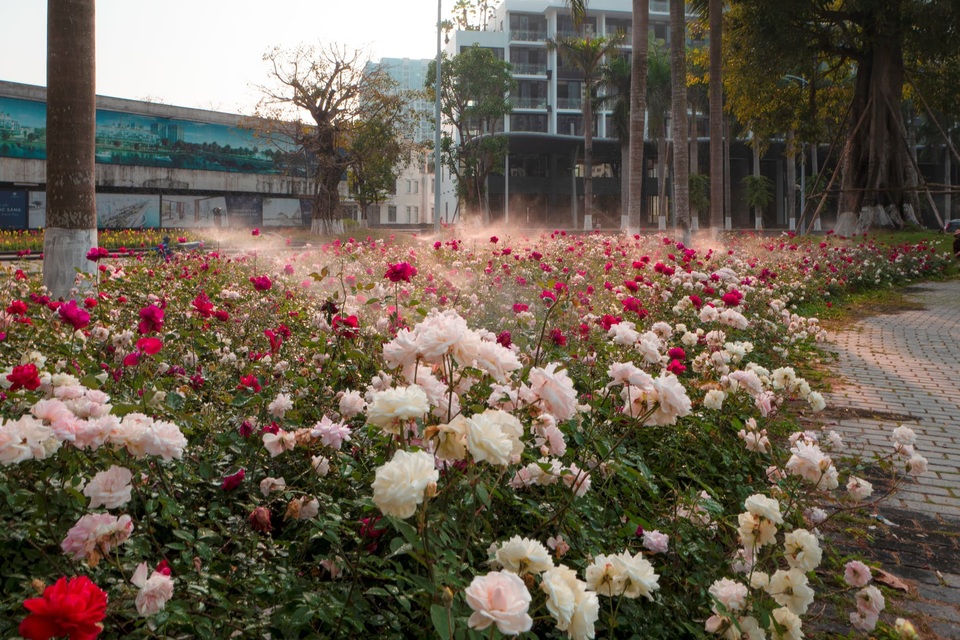 Chiêm ngưỡng vườn hoa hồng khổng lồ khoe sắc giữa khu đô thị xanh Ecopark - 6