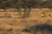 Bị mai phục và tấn công bất ngờ, báo săn trở thành mồi ngon cho sư tử