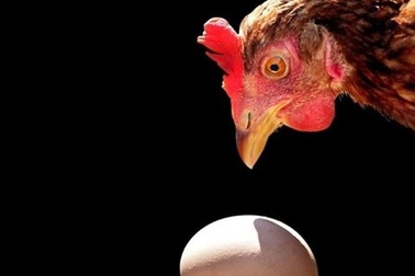 Vật lý học trả lời câu hỏi: Con gà hay quả trứng có trước?