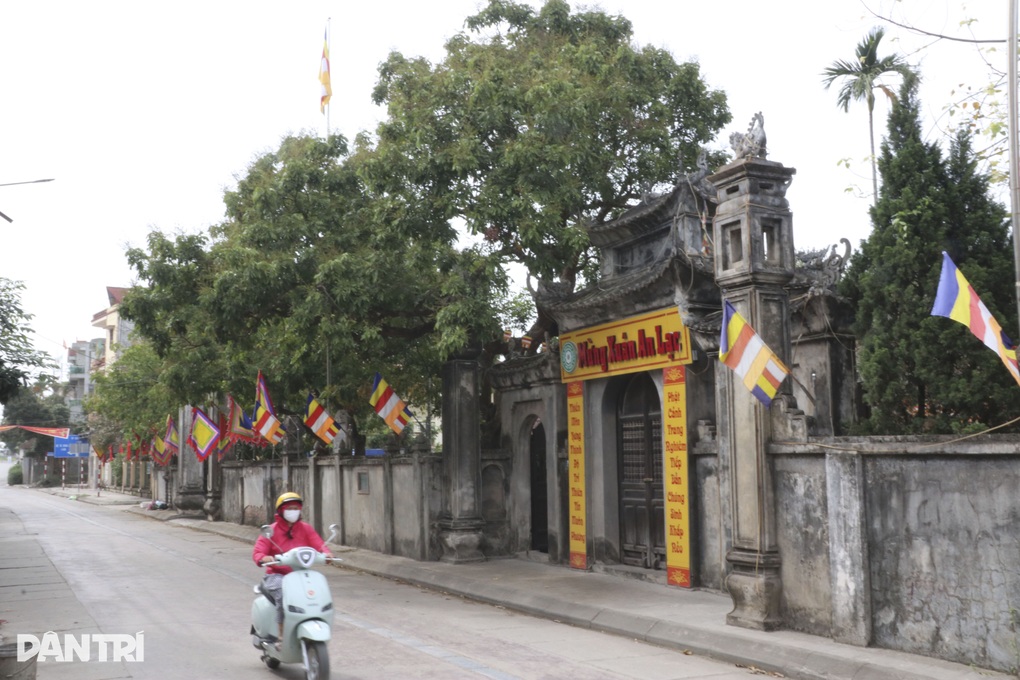 Cây nhãn 400 năm tuổi - thủy tổ của giống nhãn lồng Hưng Yên trứ danh - 4 Cây nhãn 400 năm tuổi - thủy tổ của giống nhãn lồng Hưng Yên trứ danh - 4