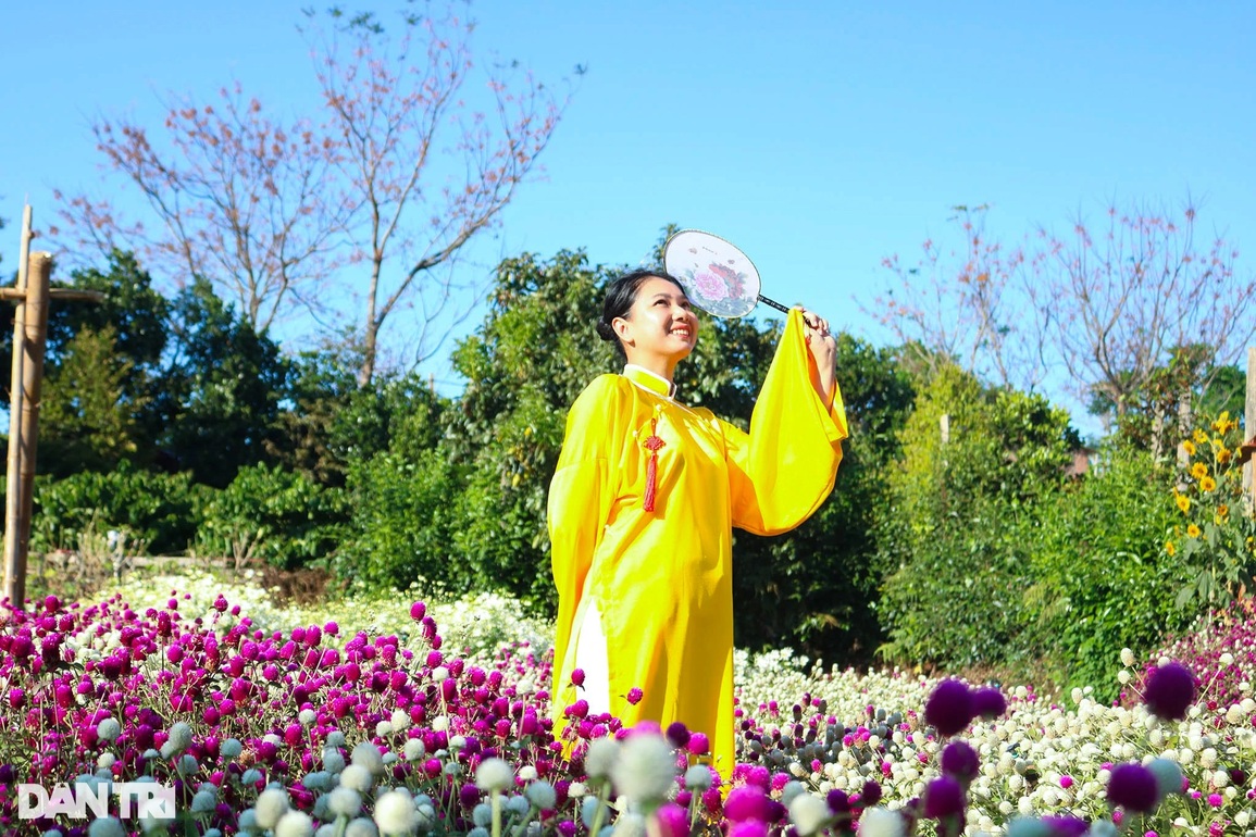 Đầu xuân, hoa tam giác mạch, cúc họa mi khoe sắc giữa lòng phố núi - 4 Đầu xuân, hoa tam giác mạch, cúc họa mi khoe sắc giữa lòng phố núi - 4