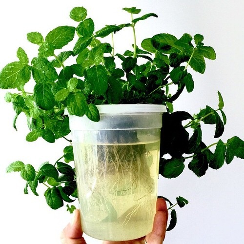 Cách trồng rau củ từ gốc bỏ đi, không cần bón phân cây vẫn lớn vùn vụt - 2 Cách trồng rau củ từ gốc bỏ đi, không cần bón phân cây vẫn lớn vùn vụt - 2