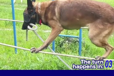 “Phục sát đất” với bài khổ luyện bịt mắt đi trên dây của cảnh khuyển!