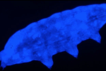 Hé lộ “siêu năng lực” mới của gấu nước bất tử