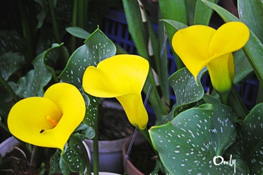 Dán tem cho hoa Đà Lạt