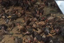 Đàn gà cả vạn con chết trong biển nước, dân trắng tay sau lũ