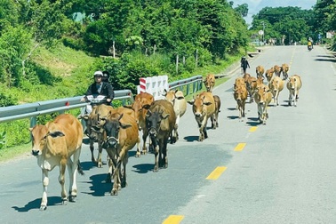 Tông vào bò trên quốc lộ 25, thanh niên đi xe máy tử vong