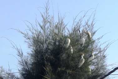 Chim trời bán đầy ngoài chợ, mua dễ như... mớ rau