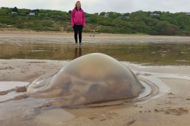 Hàng ngàn con sứa khổng lồ giạt vào bờ biển Anh