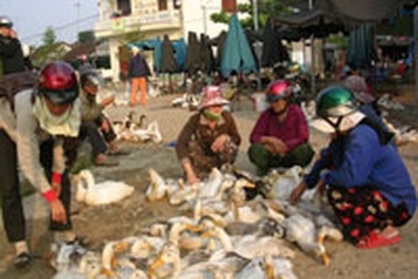 “Lơ mơ” với dịch cúm gia cầm 