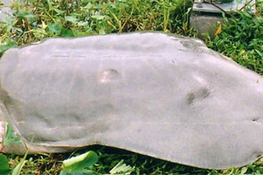 Làm sao để gỡ lưỡi câu khỏi lưng cụ Rùa Hồ Gươm?