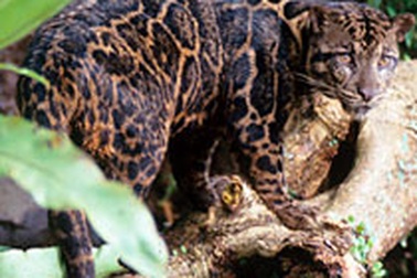 Lần đầu tiên phát hiện loài báo mây quí hiếm tại Indonesia