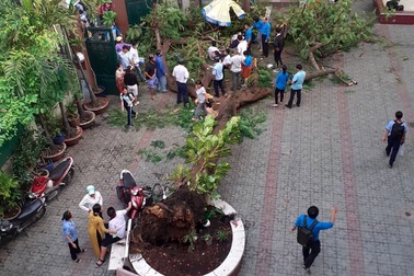 Clip cây phượng đổ đè 18 học sinh trong 5 giây