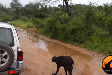 Nghé con hồn nhiên tới cống mạng cho sư tử và cái kết bất ngờ