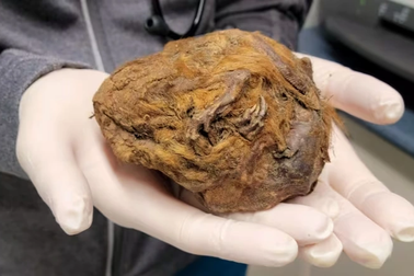 Tiết lộ bí mật bất ngờ trong món vật "đầy lông lá" do thợ đào vàng tìm thấy