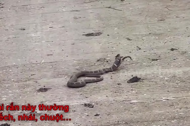 Giải mã bí ẩn về rắn mọc sừng gây xôn xao dư luận