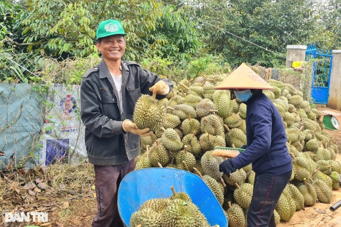 1. Giá nông sản tăng cao, Đắk Lắk có nhiều phương tiện đăng ký mới.