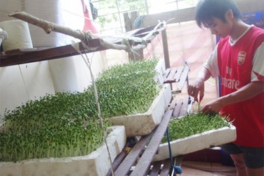 “Ông chủ rau” trên giảng đường