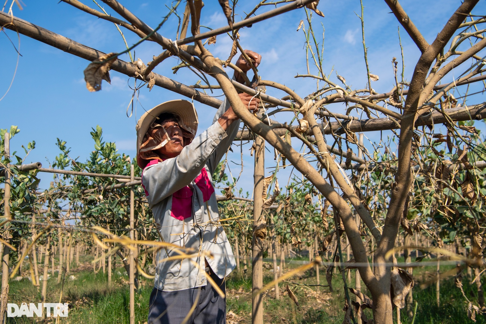 Hà Nội: Nông dân rớt nước mắt nhìn vườn phật thủ chết khô ven sông Hồng - 9 Hà Nội: Nông dân rớt nước mắt nhìn vườn phật thủ chết khô ven sông Hồng - 9