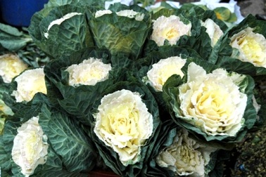 “Sa mạc tình yêu” - hoa lạ hút khách ngày Valentine