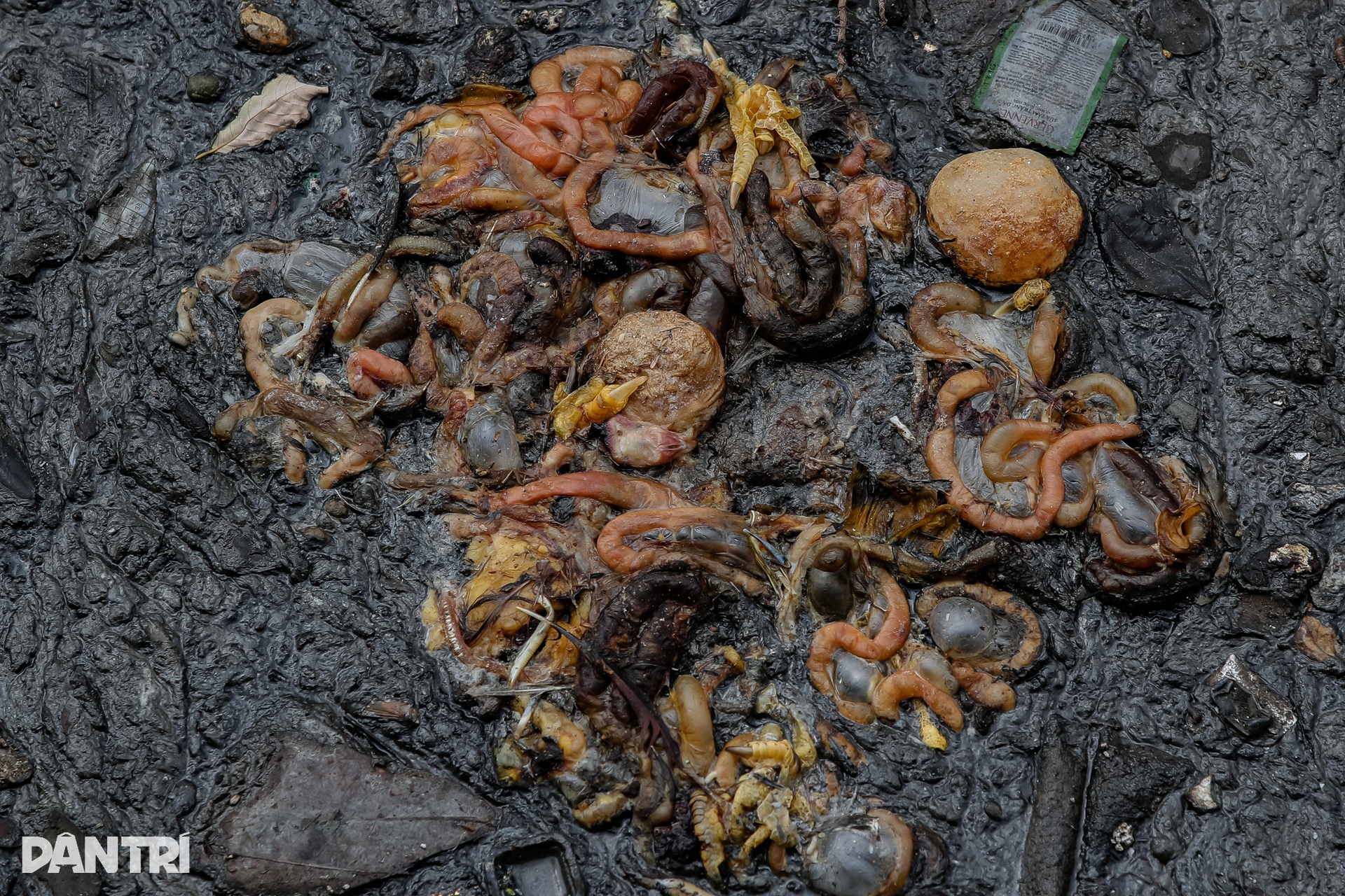 Người dân TPHCM than trời vì rác thải dày đặc ở Kênh Nước Đen - 6 Người dân TPHCM than trời vì rác thải dày đặc ở Kênh Nước Đen - 6