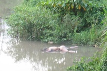 Phát hiện thi thể người phụ nữ lõa thể, mất tay nổi trên sông