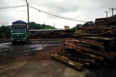 Thanh Hóa: Chưa đủ thủ tục pháp lý, nhà máy chế biến gỗ vẫn ngang nhiên hoạt động