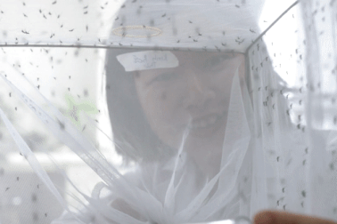 Bí mật nghề của những "bảo mẫu" chăm sóc hàng nghìn con muỗi