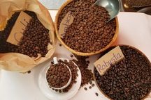 Vị đặc biệt giữa cà phê Arabica và Robusta