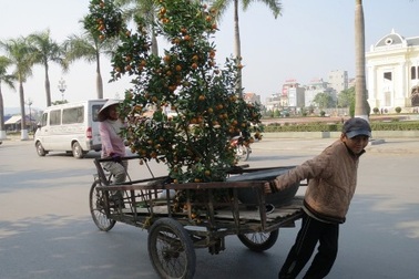 "Quất rụng hết quả thì bỏ tiền túi mà đền"