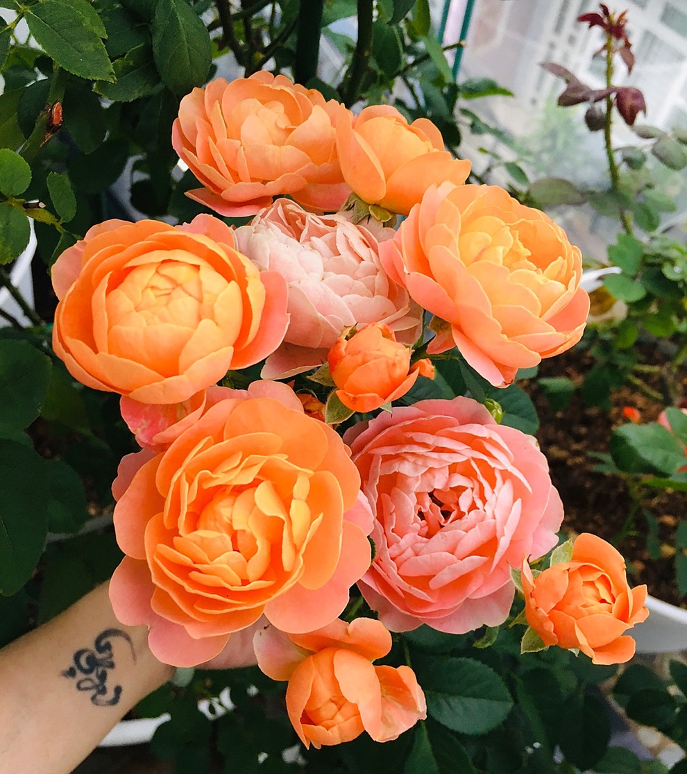 Vườn hồng rực rỡ quanh năm trên sân thượng của một gia đình ở TPHCM - 7 Vườn hồng rực rỡ quanh năm trên sân thượng của một gia đình ở TPHCM - 7
