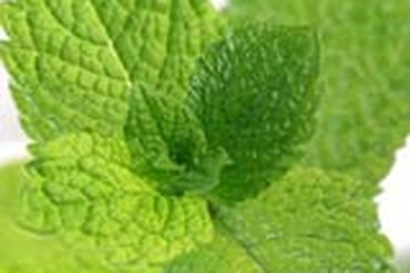 Chữa thủy đậu bằng dược thảo