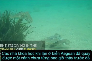 Hai con mực nang đực đánh nhau dữ dội để giành giật bạn đời