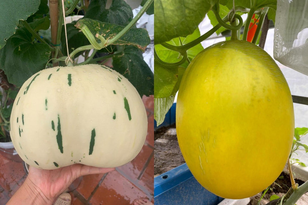Khu vườn bội thu rau trái trên nóc nhà của gia đình ở Hà Nội - 11 Khu vườn bội thu rau trái trên nóc nhà của gia đình ở Hà Nội - 11