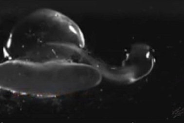 Sự thoát thân kỳ diệu của phôi ếch xanh trước những kẻ thù