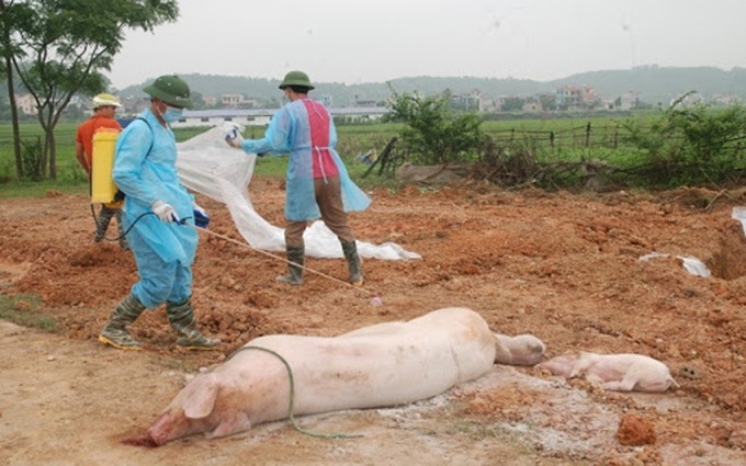 Quý 3/2021, Việt Nam sẽ có vaccine dịch tả lợn châu Phi - Ảnh 2. Quý 3/2021, Việt Nam sẽ có vaccine dịch tả lợn châu Phi - Ảnh 2.